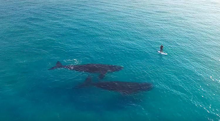 Paddleboarder’s Peaceful Encounter with Two #Whales Captured by Drone (WATCH) goodnewsnetwork.org/paddleboarders… <a href="/WHALES_org/">Whale & Dolphin Conservation (WDC)</a>