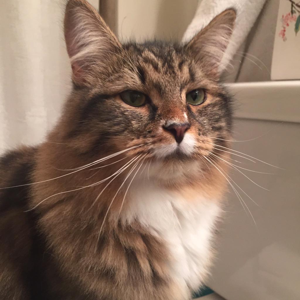 pushkinandpavla's tweet photo. Showing off my #whiskerswednesday look! #pushkin http://t.co/9JigVrUjPT