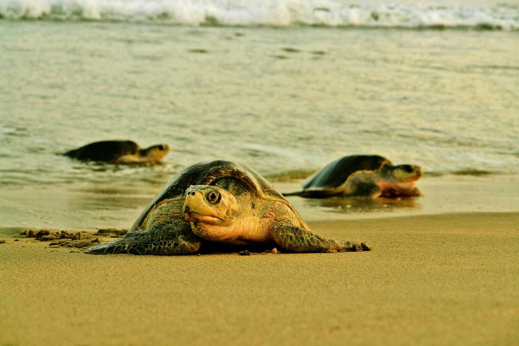 ZoaHotel's tweet photo. Love turtles? When at Zoa, don’t miss the Mexican Turtle Center. http://t.co/vzDowP9ncl