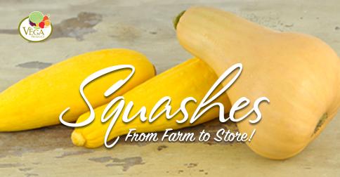 VegaProduce's tweet photo. Squash is a rich source of Vitamin A and C, magnesium, fiber, phosphorus, potassium and Vitamin B6. #vegaproduce.com http://t.co/3lRyyPIz6d