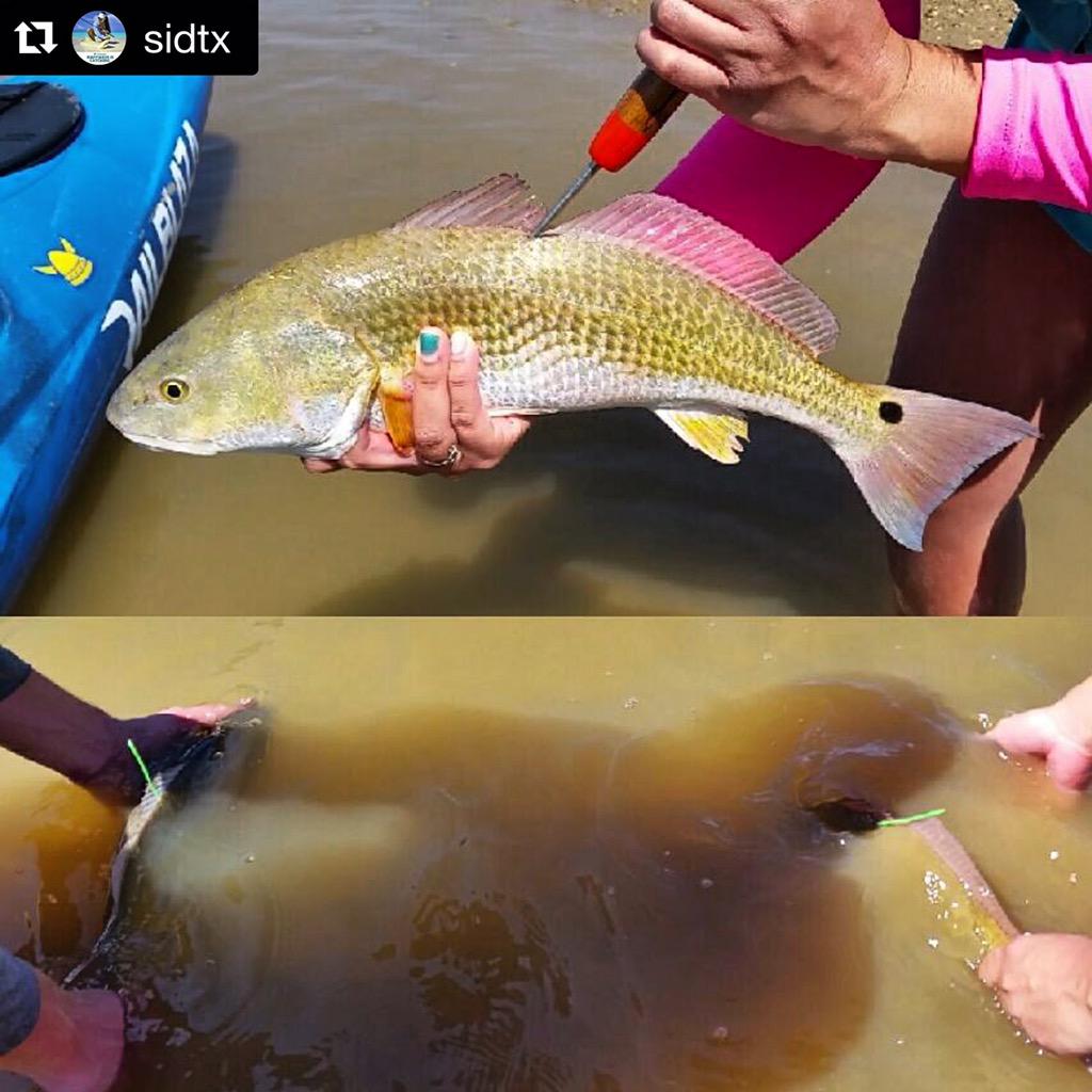 grayfishtag's tweet photo. #Repost Sweet double #Redfish tagging action from @CindyNguyenTX along the TX coast. #grayfishtag @CostaSunglasses http://t.co/m7wmvWKAkh