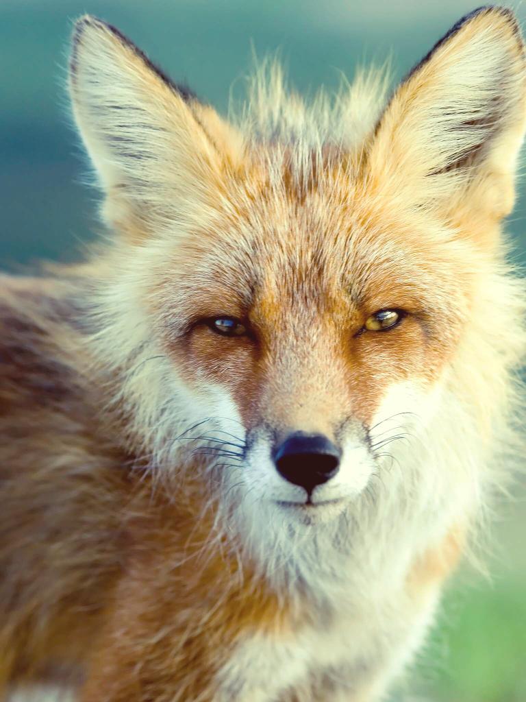kettagetta's tweet photo. #repix.  FOX http://t.co/QDoPGsyR35