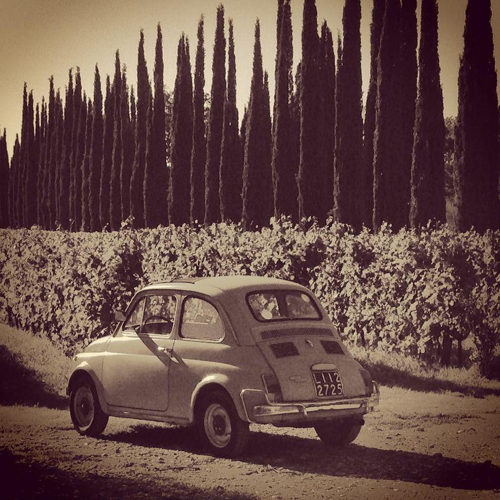 WeTuscany's tweet photo. Today.... or yesterday #chiappini #bolgheri #guadodegemoli #ChiappiniBolgheri #tuscany #cinquecento #vino (Anna n1) http://t.co/DBKS7xcdeS