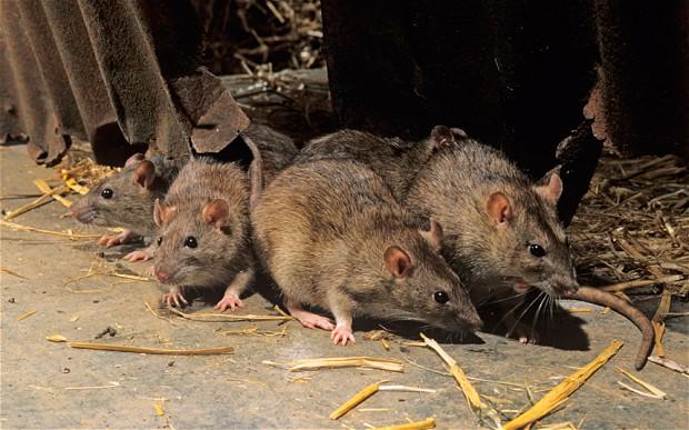 AlbanyPest's tweet photo. Poison-resistant sewer rats discovered in four Swedish cities.
Read more: http://t.co/iOwg1JIvC5 http://t.co/DBe8bINipd