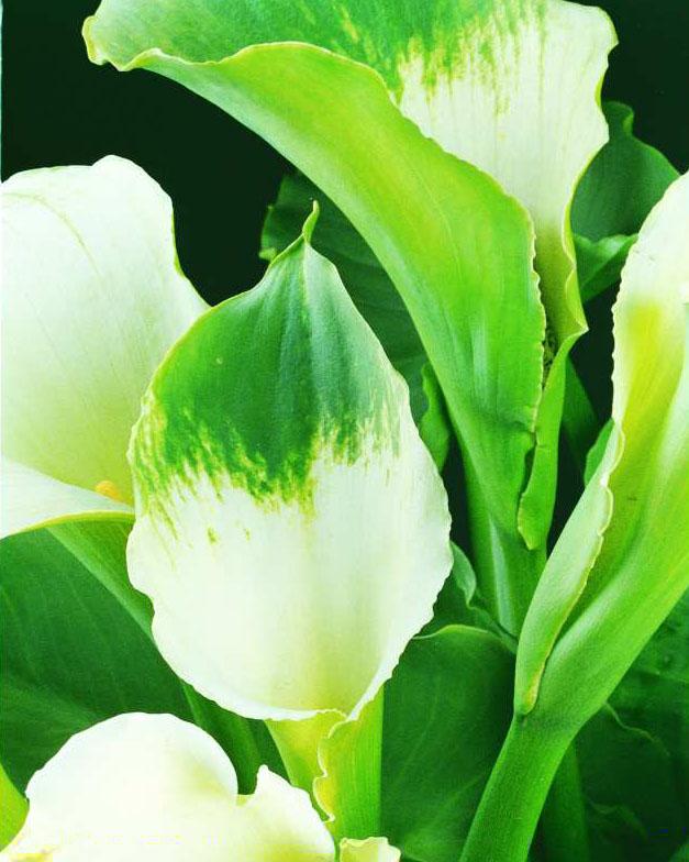 CalBulbs tweet picture