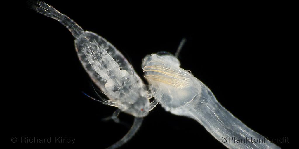 Dr Richard Kirby on Twitter "The 3rd trophic level in the plankton