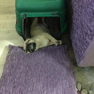 Joy_PhotoCam's tweet photo. #bobo uyuyakalmış 😴😴😴 #pug #puglife #pugstagram #pugsoninstagram #masterGARAGE http://t.co/PgaGaz0tPj http://t.co/SGd9tdEEvo