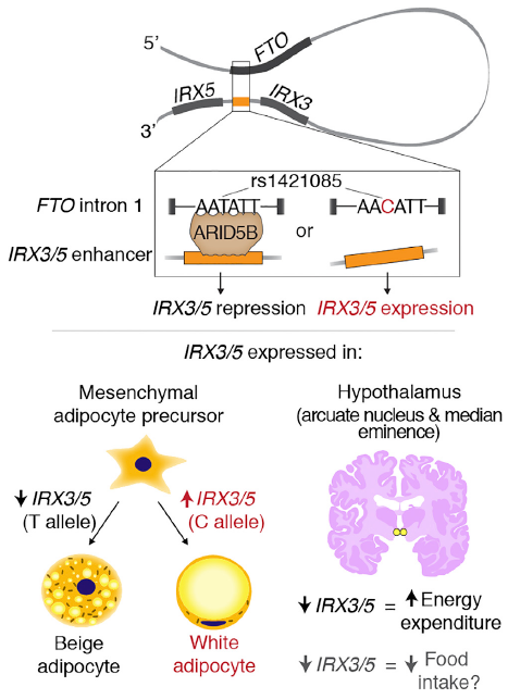 manoliskellis's tweet photo. Herman+Rosen: #FTOlocus roadmap for elucidating GWAS biology essential for precision medicine http://t.co/CdAKX1FHxY http://t.co/zSqOdmhnVE