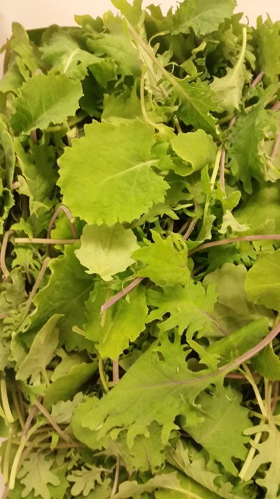 Almanacnyc's tweet photo. Happy #NationalKaleDay! Serving up the best #kale from #LibertyGardens http://t.co/5Wf1GLt1Le