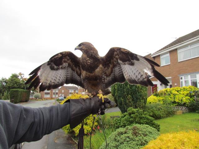 recce_trooper's tweet photo. My new beauty, Inanna a Common Buzzard and a magnificent addition to the Need4Feed team. #Need4Feed #LowerMossWood http://t.co/b6aZjyDZsp