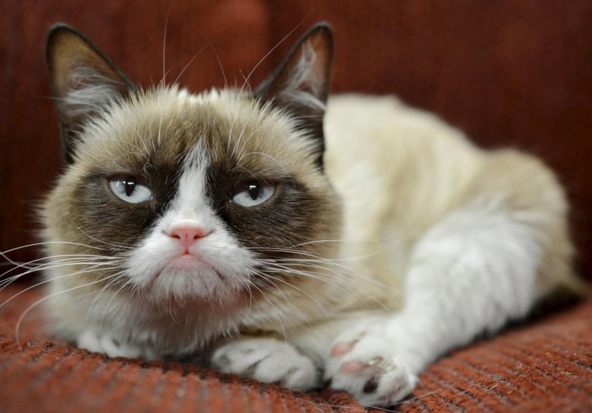 Kareenjo's tweet photo. Costume idea be a cat. Just take it easy &amp; eat &amp; don't pay bills. You know what forget Halloween...just be a cat http://t.co/bWVDylZ2dI