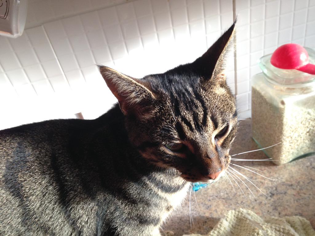 TillyCat9lives's tweet photo. Hey it looks like I only have whiskers on one side... Magic! Now you see 'em, now you don't... #whiskerswednesday http://t.co/hN89hihyPa
