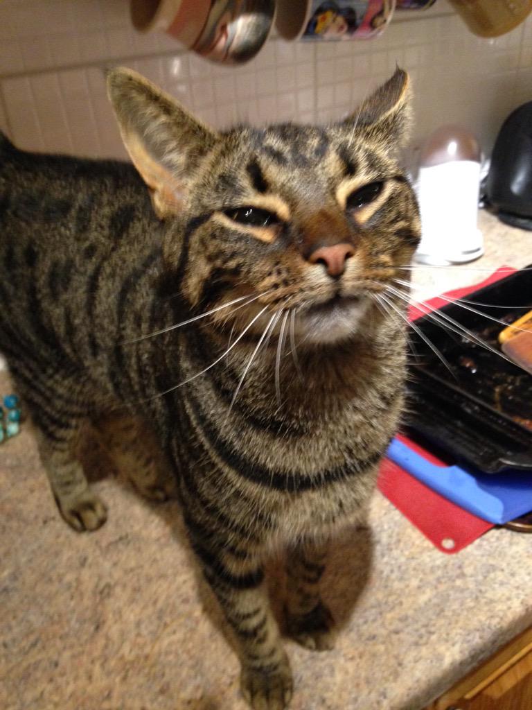 TillyCat9lives's tweet photo. Hey it looks like I only have whiskers on one side... Magic! Now you see 'em, now you don't... #whiskerswednesday http://t.co/hN89hihyPa