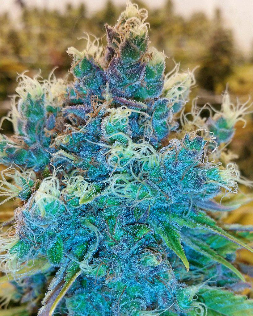 ClimaGrow's tweet photo. Pyrefarms #cannabis Harlequin is looking great #ClimaGrowSponsored 🌹🌺🌸🍀💪 #GrowWithTheBest #ClimaGrow #ClimaGrown http://t.co/iP3xh0Ocdh