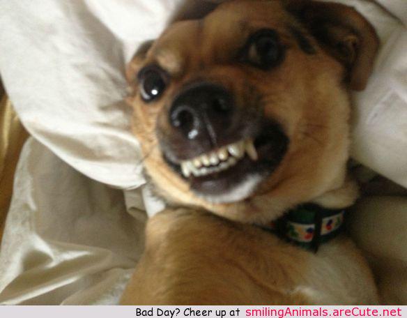 Smiling Animals (@NaNanidemo) / Twitter Smiling Animals (@NaNanidemo) / Twitter