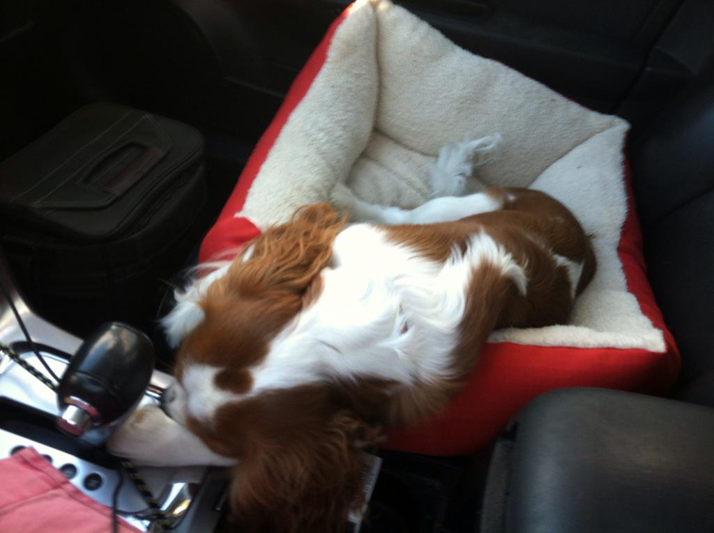 CfrankBrooks's tweet photo. My traveling buddy is knocked out!! #CantRunWithTheBigDogs http://t.co/tdWMVt4XaU