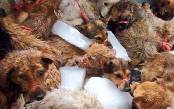 DogTreatNews's tweet photo. RT #Davlefou: http://t.co/CsbyrYP2xk RT stopeatingcats: #Dogs deserve better than this! #stopyulinforever #endDo… http://t.co/ijWVDHPeJf