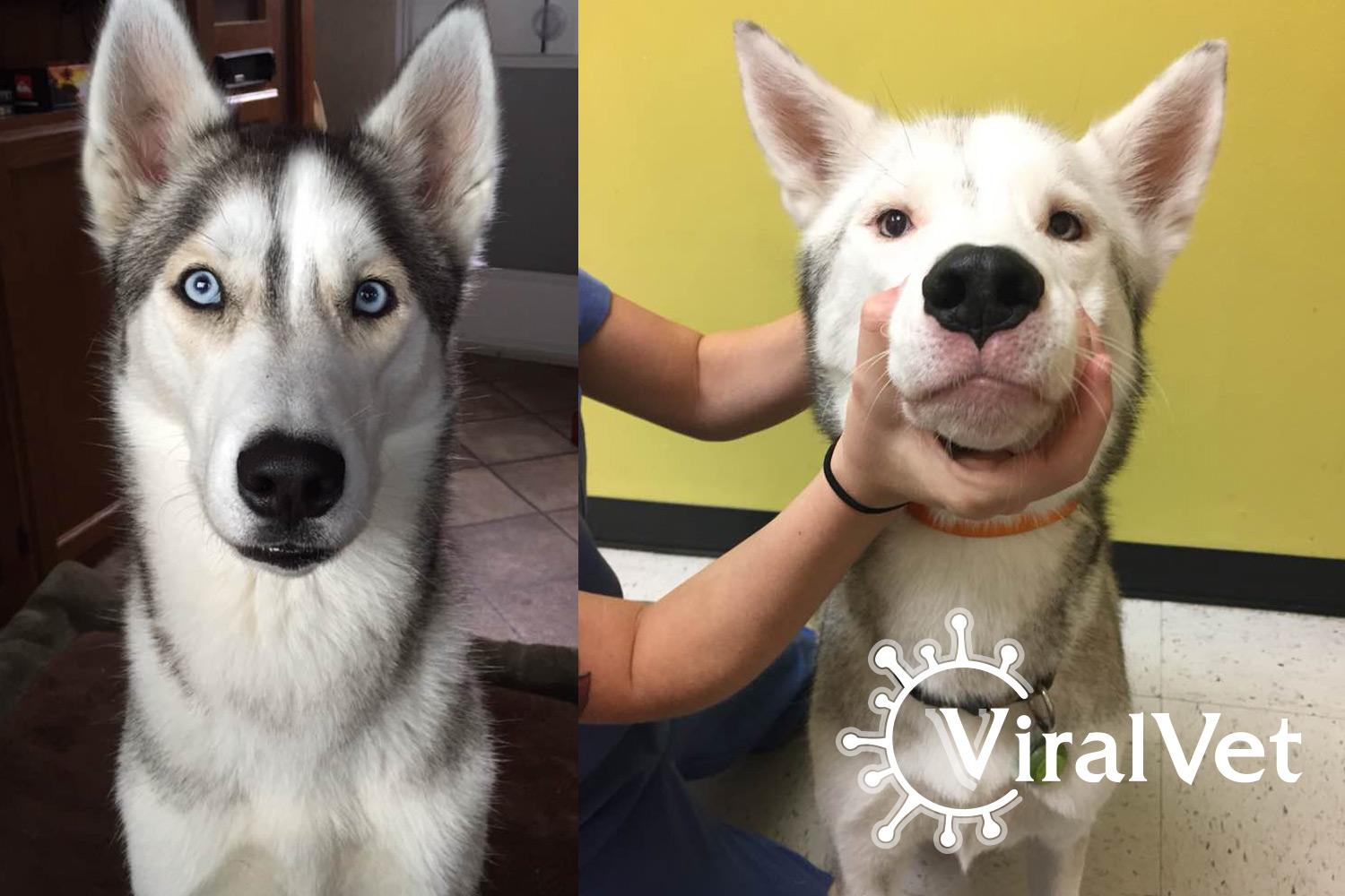 Viralvet On Twitter Suspects Uveodermatologic Syndrome Good Discussion So Far Add Your Thoughts In The App Https T Co Kdkzonrf8l Http T Co Ajhccyxcum Twitter