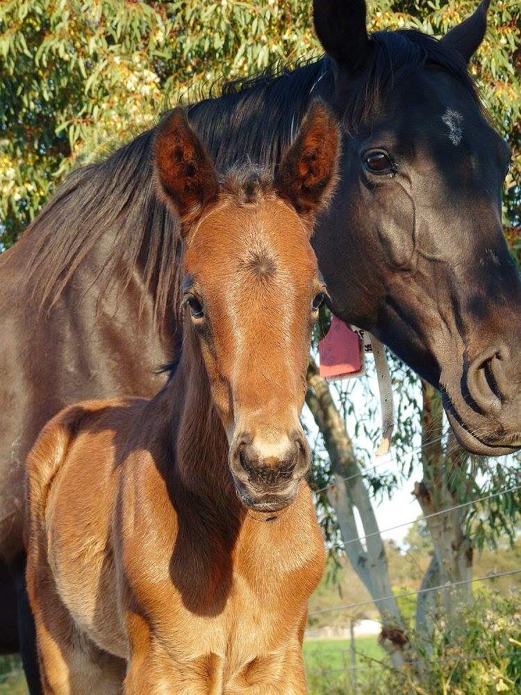 SwettenhamStud's tweet photo. Gorgeous Swettenham Stud staff owned HOST filly, out of their BIANCONI mare Marrakai http://t.co/5S51ADAb56