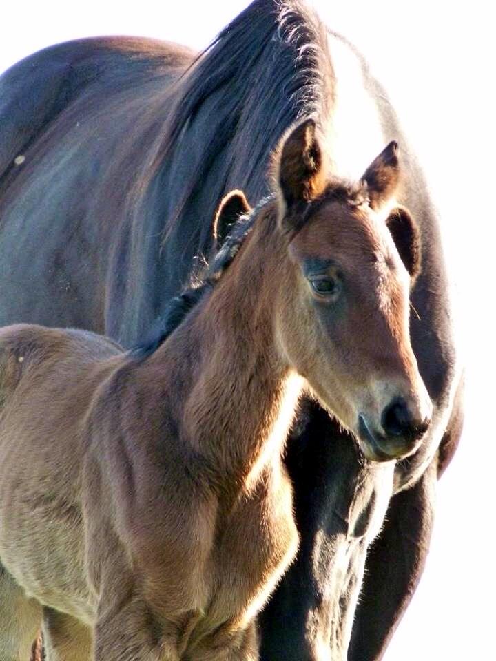 SwettenhamStud's tweet photo. Gorgeous Swettenham Stud staff owned HOST filly, out of their BIANCONI mare Marrakai http://t.co/5S51ADAb56