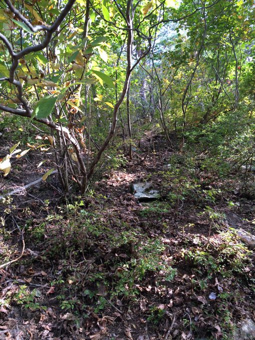 松茸の探し方コツやポイントは 見つからない理由や服装の注意点 ジャニヨミ