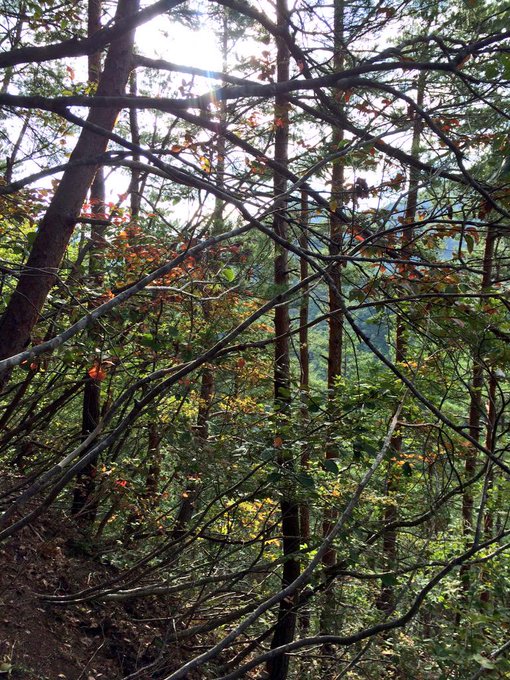 松茸の探し方コツやポイントは 見つからない理由や服装の注意点 ジャニヨミ