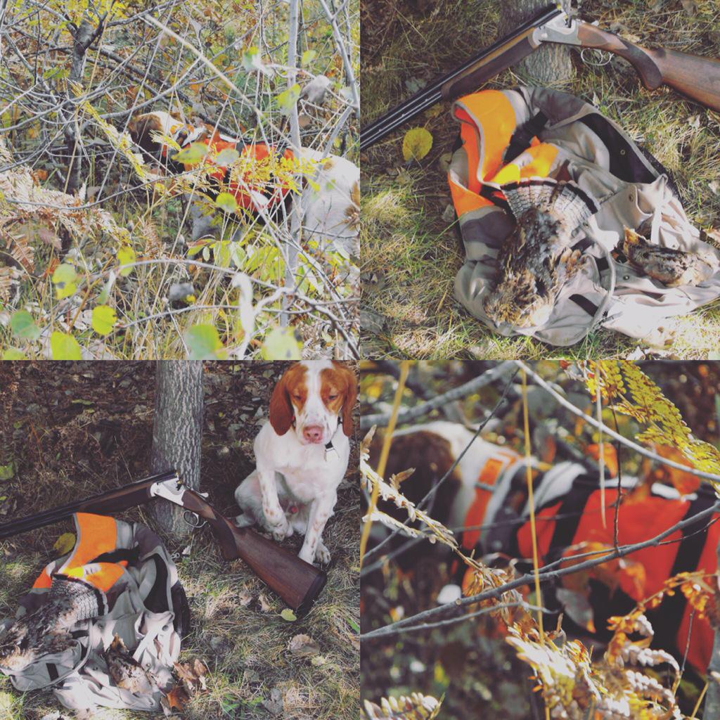 blacksmith_guy's tweet image. Great morning in the grouse woods!