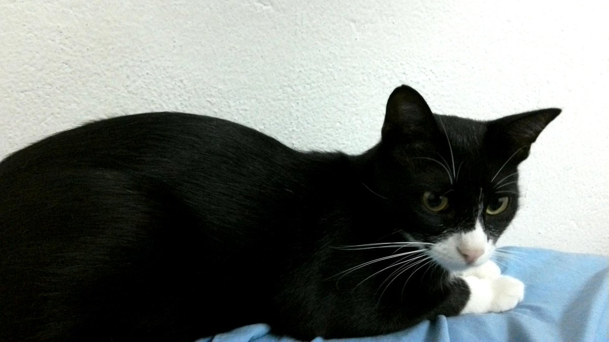 syeruin's tweet photo. 最近、家に帰ったら速攻寝てしまい12時ごろから活動し始める毎日。起きたら毎回こいつが纏わりついていて至福すぎる。 http://t.co/6bi5QaF3RM