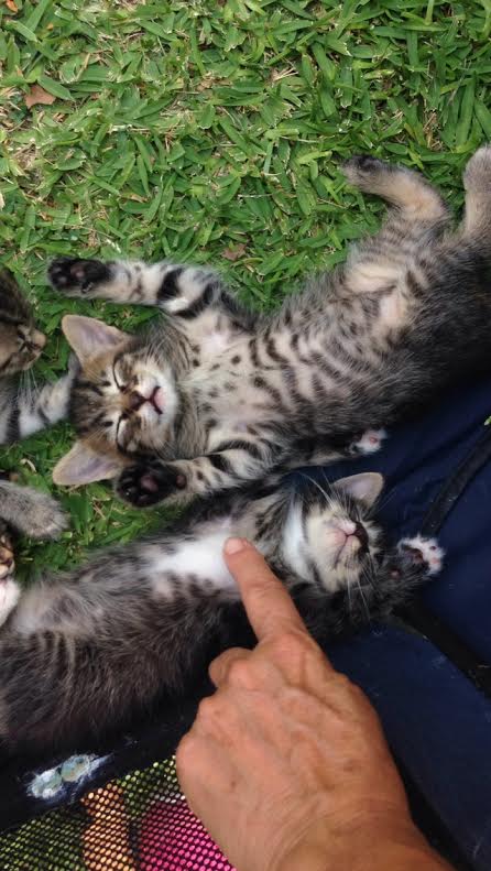 SoCuteKittens's tweet photo. turned the kittens off http://t.co/Bwe9fzKmXU