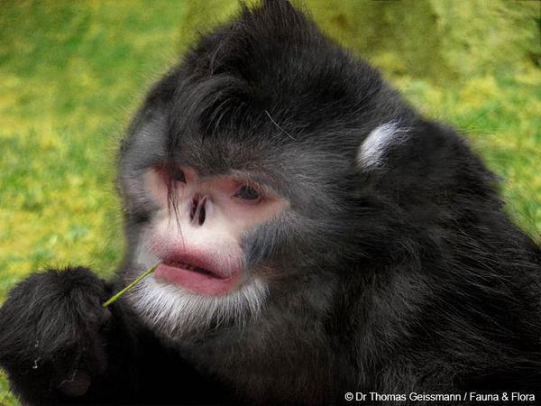 vaselysapunov's tweet image. Is it me or does this monkey actually look a lot like Michael Jackson? God rest his soul... #notracist #realquestion