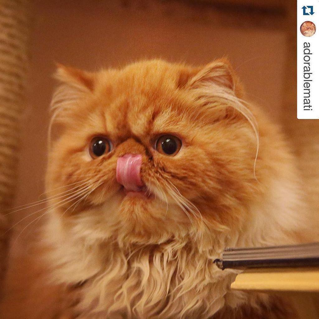 Blendsdays's tweet photo. #Repost @adorablemati #Blendsday #CatsOfInstagram #orange #InternetFriendBlend
ใปใปใป
#Tacotoโฆ http://t.co/3wYCsHvGvv http://t.co/NAE0UzeFGA