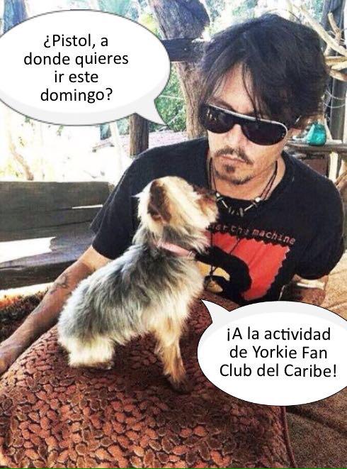 YorkieFanCaribe's tweet photo. Esto ocurrío en el estudio de grabación de la película "Yorkies of the Caribbean"... Seems legit!😂 #yorkie #dogs http://t.co/fJCj9csMuu