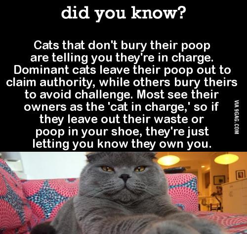 9GAG's tweet photo. Cat slaves, time to know more about your owner.
http://t.co/SUCTZKS1EW http://t.co/GJ7jrtfcYs