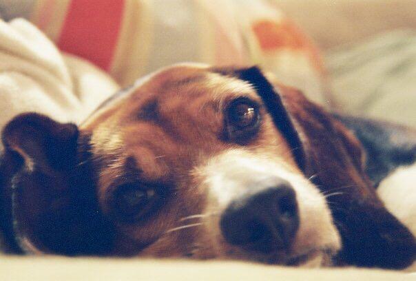 pattijshea's tweet photo. Happy happy day that #AB147 is signed by @JerryBrownGov to save beagles. WTG, @beaglefreedom! http://t.co/tRsCDW25Ry