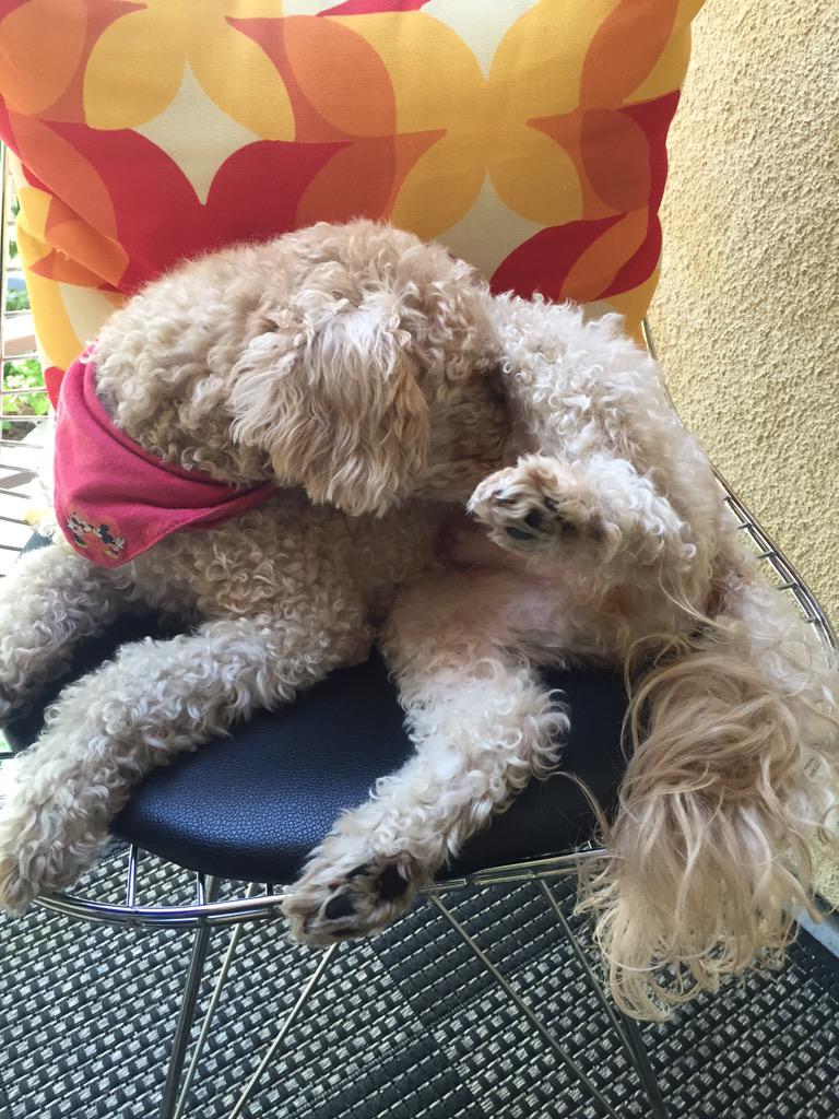 iamTinyBrian's tweet photo. Wait, this isn't a #selfie? #woofwoofwednesday #chasingthetail #goldendoodle #dogsoftwitter http://t.co/gcb3S3yJrG