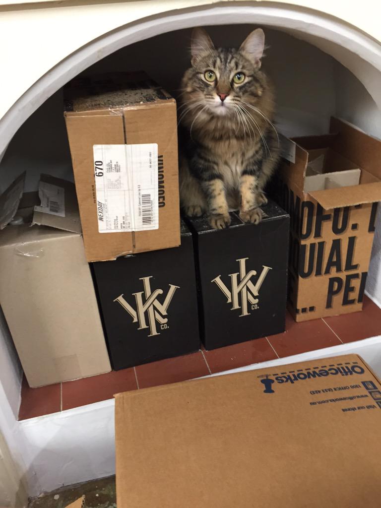 Hanging in the <a href="/PetRescue/">PetRescue</a> office with our newest team members. Office Cat Bub loves our friends <a href="/vinomofo/">vinomofo</a> already!