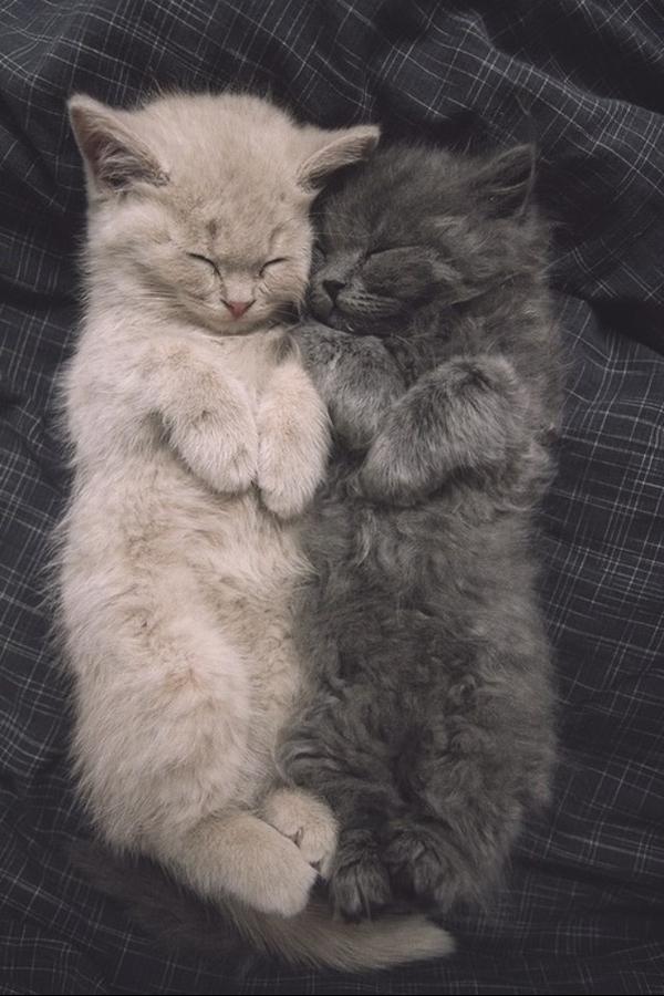 SoCuteKittens's tweet photo. ☺️ http://t.co/a2WGoVxQN4