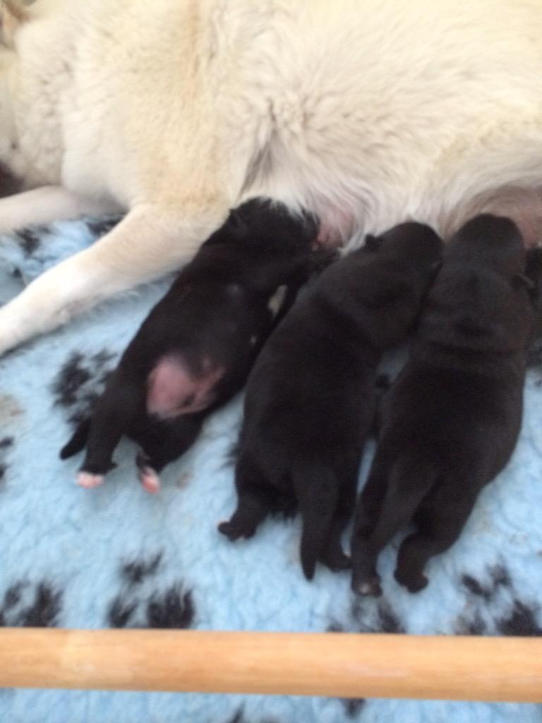 FilippaLolliPop's tweet photo. Follow @Ino_Buhund !! 
So cutie puppies! #norwegianbund #norskbuhund http://t.co/06DDH5jfGl