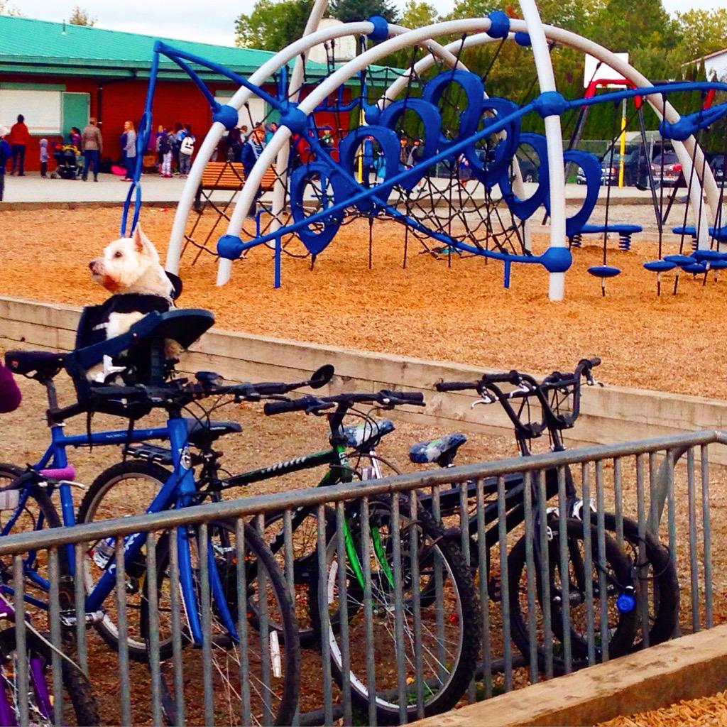 olgalulife's tweet photo. Велосипедист 🚴🏻🚴🏻🚴🏻🙀🐶🐶🐶#велосипедист #песзарулем #собаказарулем #вестхайлендвайттерьер http://t.co/elnUz2UDpr