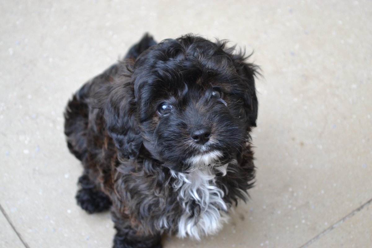 moodle puppies for sale