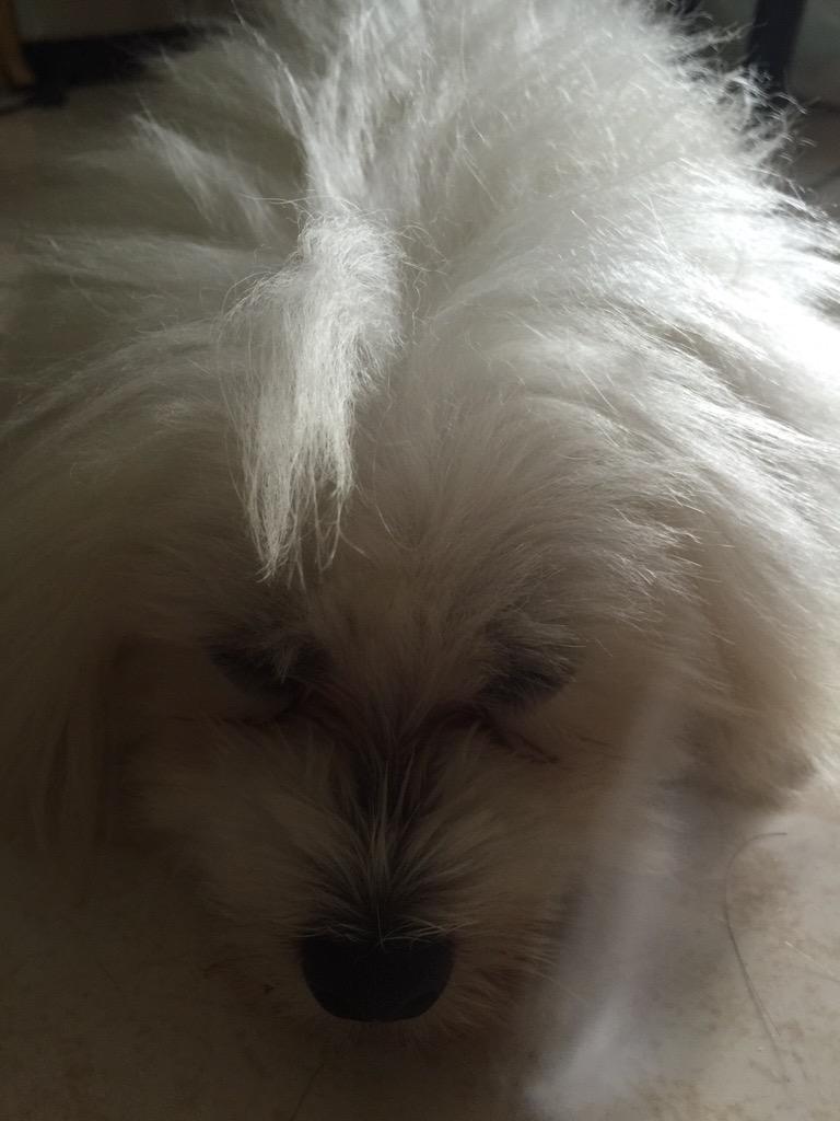 Leosfchiu's tweet photo. 愛睏的米米...  = = http://t.co/3wEqnkcUqL