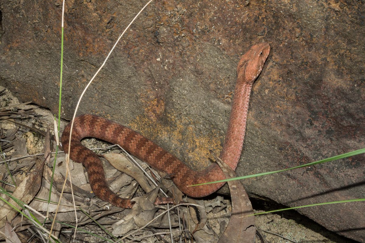 DavidWMNelson's tweet photo. Also from the weekend - a Death Adder, Acanthophis antarcticus. #WildOz http://t.co/5uIMApyD5b