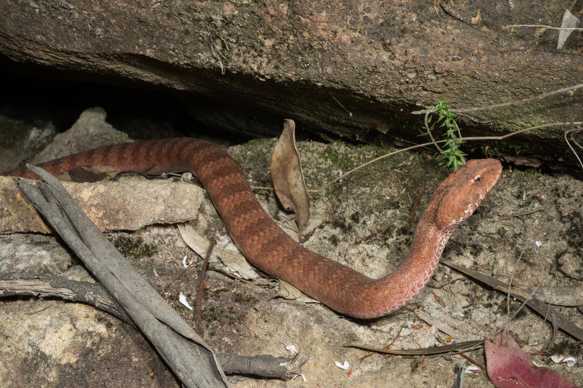DavidWMNelson's tweet photo. Also from the weekend - a Death Adder, Acanthophis antarcticus. #WildOz http://t.co/5uIMApyD5b
