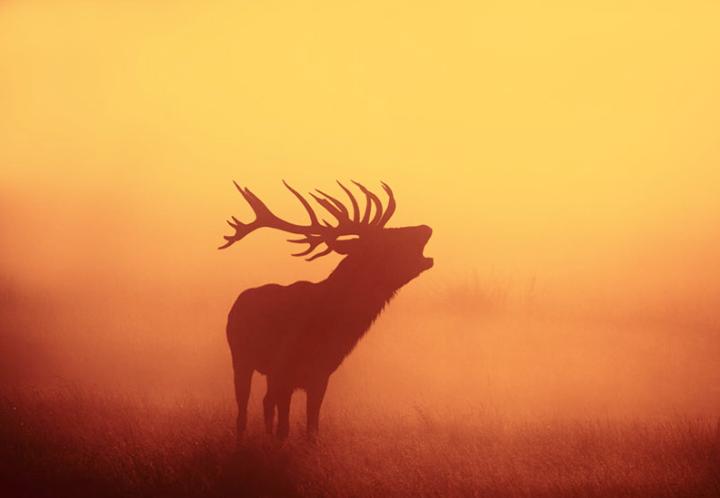 JCazadores's tweet photo. Buenos dias! http://t.co/5IxuNG5uh1