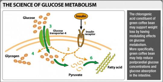 americanleptin1's tweet photo. Regular intake of green #coffee_bean extract on a consistent basis has proven to lower the blood #sugar_levels. http://t.co/9PcJwyA645