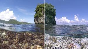 BD_Stew's tweet photo. Third-largest global #coral bleaching event is underway http://t.co/bv34MBlu8H #ClimateChange #ElNino @Seasaver http://t.co/Og4E7Xj7L2