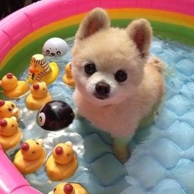 petssavenue's tweet photo. http://t.co/6wwjfXEiES