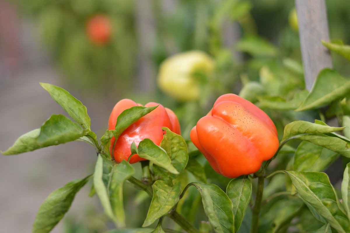 DoarBio's tweet image. De unde mai cumperi legume si fructe BIO in prag de iarna?

Afla aici: doarbio.ro/noutati/de-und…