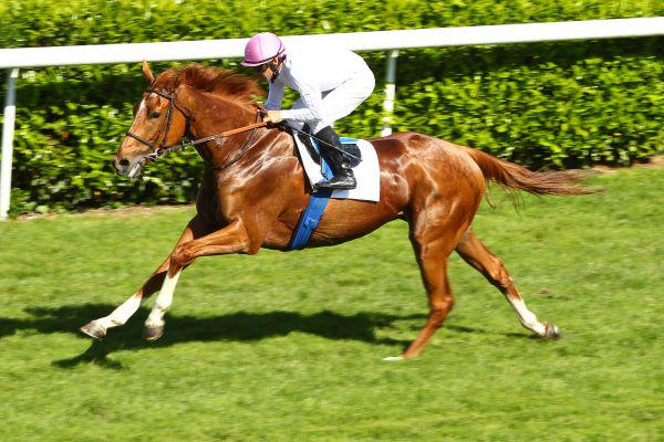 EquidiaNews's tweet photo. #Plat Gailo Chop s'envole pour l'Australie avant Hong-Kong, A. de Watrigant contacté par Tél. http://t.co/aZGGwUj21n http://t.co/0GonMSsGC2