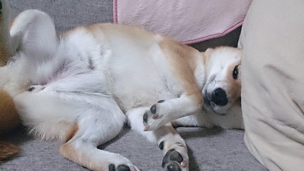 candoki's tweet image. もはや、犬ではない(笑)